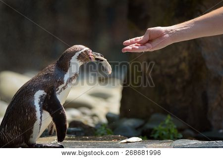 Hand Feeding A Humboldt Penguin With A Fish. This Species Is Also Referred To As Peruvian Penguin, O