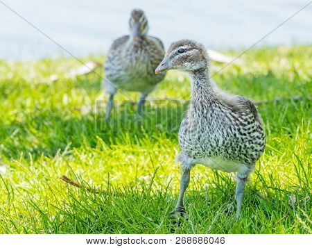 Australian Wood Duck (chenonetta Jubata) Ducklings At Lake Monger In Perth, Western Australia.