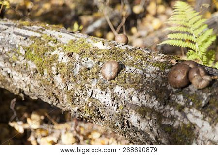Mushrooms On A Tree Grow In The Pleasure