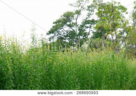 Yellow Sunn Hemp Flower Blossom In A Field At The Park With Tall Tropical Trees And White Sky