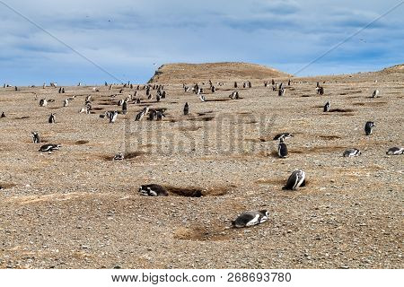 Penguin Colony On Isla Magdalena Island In Magellan Strait, Chile