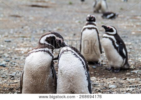 Penguin Colony On Isla Magdalena Island In Magellan Strait, Chile