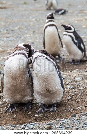 Penguin Colony On Isla Magdalena Island In Magellan Strait, Chile