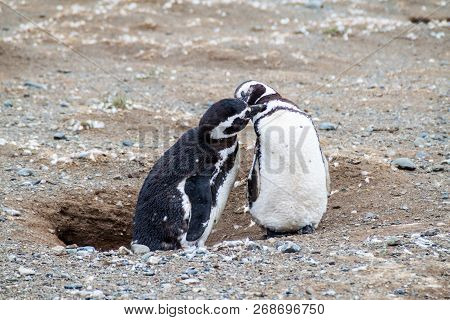 Penguin Colony On Isla Magdalena Island In Magellan Strait, Chile