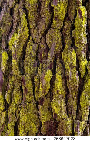 Closeup on pine tree bark with a yellow powder over it
