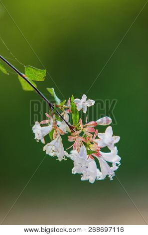 Textures and light on little white flowers and foliage