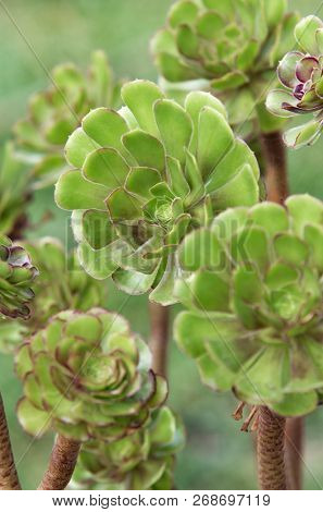 Close up view on cactus plant under soft light