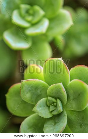 Close up view on cactus plant under soft light