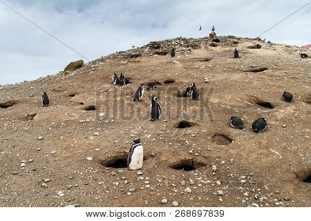 Magellanic Penguin Colony On Isla Magdalena Island In Magellan Strait, Chile