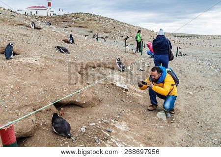Isla Magdalena, Chile - March 4, 2015: Tourist Takes A Photo Of A Penguin At Penguin Colony On Isla 