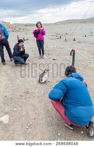 Isla Magdalena, Chile - March 4, 2015: Tourist Take A Photo Of A Penguin At Penguin Colony On Isla M