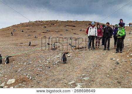 Isla Magdalena, Chile - March 4, 2015: Tourists Watch Magellan Penguins At Penguin Colony On Isla Ma