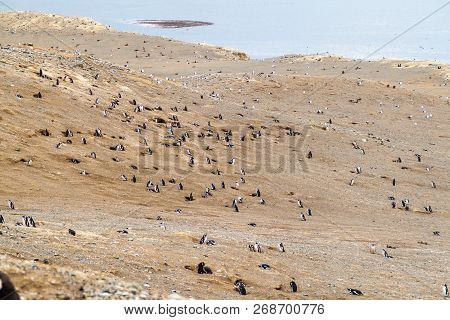Colony Of Magellanic Penguins Spheniscus Magellanicus On Isla Magdalena In The Strait Of Magellan, C