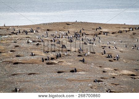 Colony Of Magellanic Penguins Spheniscus Magellanicus On Isla Magdalena In The Strait Of Magellan, C