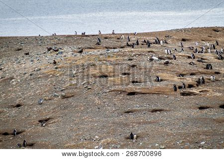 Colony Of Magellanic Penguins Spheniscus Magellanicus On Isla Magdalena In The Strait Of Magellan, C