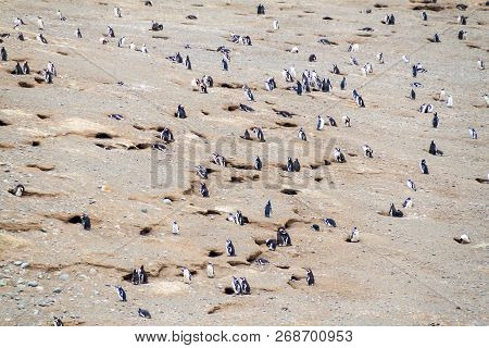 Colony Of Magellanic Penguins Spheniscus Magellanicus On Isla Magdalena In The Strait Of Magellan, C