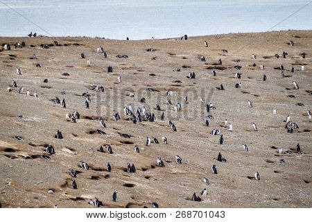 Colony Of Magellanic Penguins Spheniscus Magellanicus On Isla Magdalena In The Strait Of Magellan, C