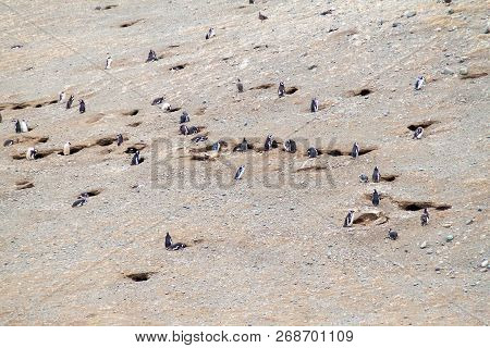Colony Of Magellanic Penguins Spheniscus Magellanicus On Isla Magdalena In The Strait Of Magellan, C