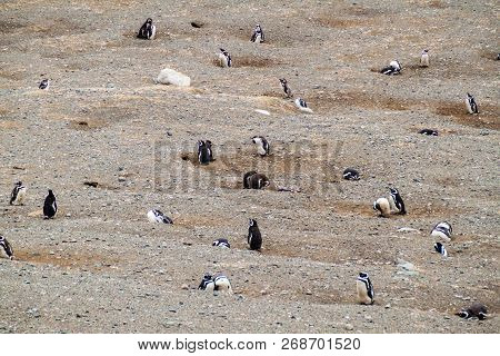 Colony Of Magellanic Penguins Spheniscus Magellanicus On Isla Magdalena In The Strait Of Magellan, C