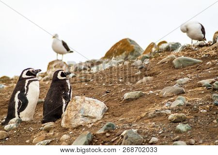Colony Of Magellanic Penguins Spheniscus Magellanicus On Isla Magdalena In The Strait Of Magellan, C