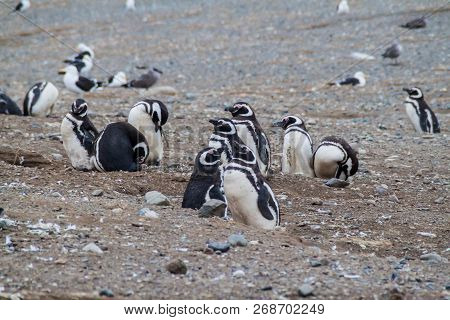 Colony Of Magellanic Penguins Spheniscus Magellanicus On Isla Magdalena In The Strait Of Magellan, C