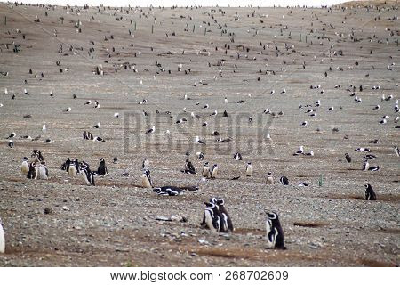 Colony Of Magellanic Penguins Spheniscus Magellanicus On Isla Magdalena In The Strait Of Magellan, C