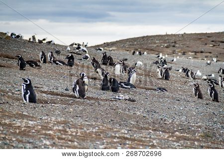 Colony Of Magellanic Penguins Spheniscus Magellanicus On Isla Magdalena In The Strait Of Magellan, C