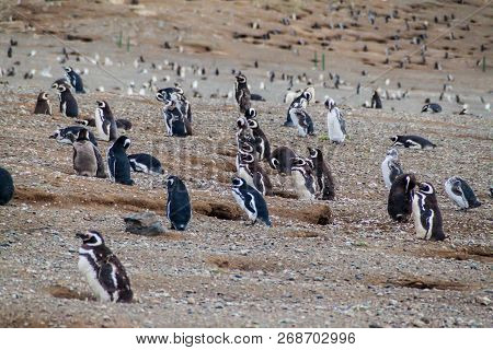 Colony Of Magellanic Penguins Spheniscus Magellanicus On Isla Magdalena In The Strait Of Magellan, C