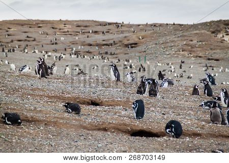Colony Of Magellanic Penguins Spheniscus Magellanicus On Isla Magdalena In The Strait Of Magellan, C