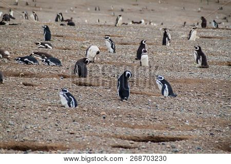 Colony Of Magellanic Penguins Spheniscus Magellanicus On Isla Magdalena In The Strait Of Magellan, C