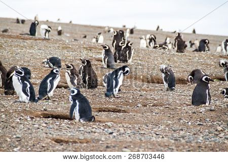 Colony Of Magellanic Penguins Spheniscus Magellanicus On Isla Magdalena In The Strait Of Magellan, C