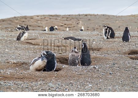 Colony Of Magellanic Penguins Spheniscus Magellanicus On Isla Magdalena In The Strait Of Magellan, C