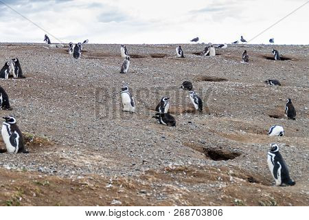 Colony Of Magellanic Penguins Spheniscus Magellanicus On Isla Magdalena In The Strait Of Magellan, C