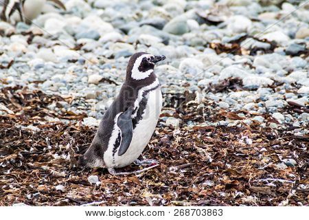Magellanic Penguin Spheniscus Magellanicus On Isla Magdalena In The Strait Of Magellan, Chile.