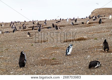 Colony Of Magellanic Penguins Spheniscus Magellanicus On Isla Magdalena In The Strait Of Magellan, C
