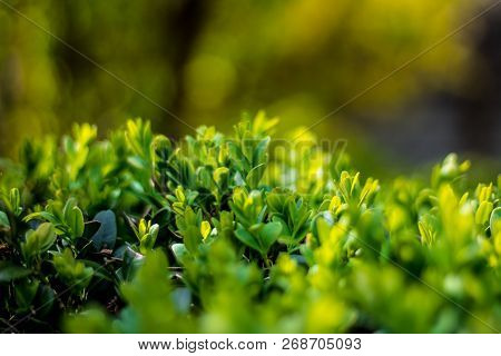 Juicy Green Ilex Crenata, Fresh Plant, Decorative Plant