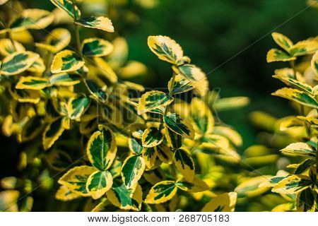 Juicy Green And Yellow Ilex Altaclerensis, Decorative Plant