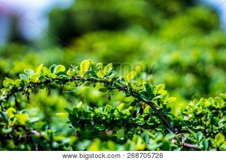 Juicy Green Ilex Vomitoria With Red Berries