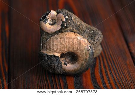 Petrified Ammonites On A Mahogany Wooden Table.