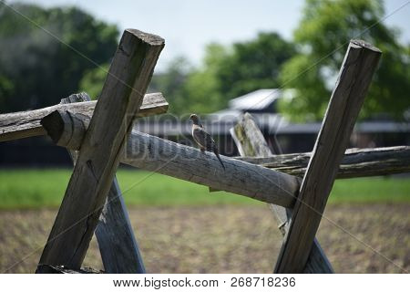 A Lone Mourning Dove Or Turtle Dove Perched On A Wooden Fence Rail Post On A Farm In Summer