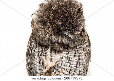 Owl Face In High Resolution, Owl Isolated.