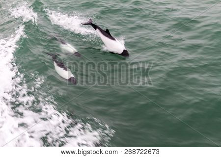 Commersons Dolphin Cephalorhynchus Commersonii In Magellan Strait, Chile