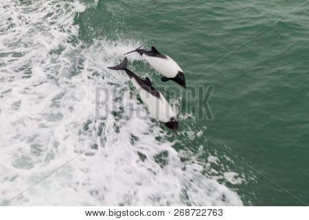 Commersons Dolphin Cephalorhynchus Commersonii In Magellan Strait, Chile