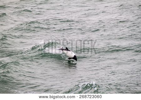 Commersons Dolphin Cephalorhynchus Commersonii In Magellan Strait, Chile