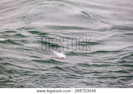 Commersons Dolphin Cephalorhynchus Commersonii In Magellan Strait, Chile