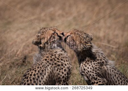 Close-up Of Cheetah Cubs Kissing Each Other
