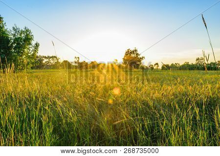 Rice Field Sunset Background, Green  Rice And Blue Sky Background, Nature Wallpaper Concept.