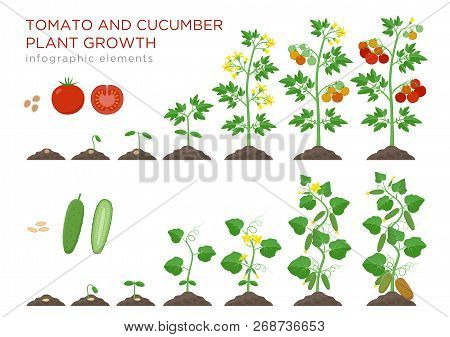 Tomato And Cucumber Plants Growth Stages Infographic Elements In Flat Design. Planting Process From 
