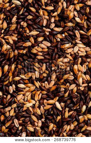 Malted Grain Closeup. Mixed Varieties Of Malted Grain On A Gray Background. Close-up. Top View. Flat