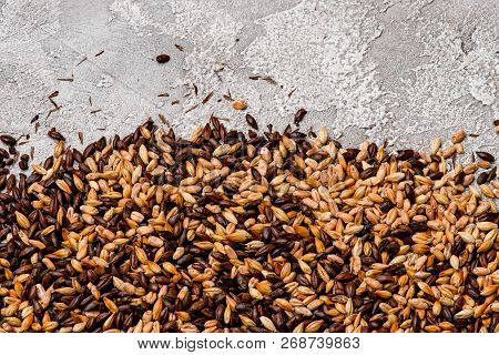 Malted Grain Closeup. Mixed Varieties Of Malted Grain On A Gray Background. Close-up. Top View. Flat